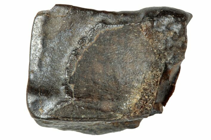 Fossil Hadrosaur (Duck-Billed Dinosaur) Shed Tooth - Montana #263862